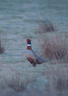 Pheasant GIF - Pheasant Pheasant Hunting Bird GIFs