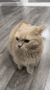 Angry Cat Getting Attacked GIF - Angry Cat Getting Attacked GIFs