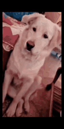 a white dog is sitting on a couch and looking at the camera