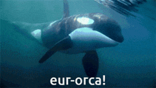 Eureka Orca GIF - Eureka Orca GIFs