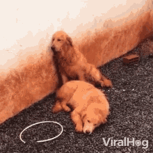 Sleeping Dogs Viralhog GIF - Sleeping Dogs Viralhog Dogs Resting GIFs