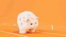 Olympic Russia GIF - Olympic Russia Cat GIFs
