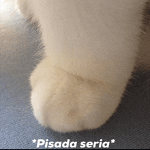 Fluffly Cat Paw Chunky Cat GIF - Fluffly Cat Paw Chunky Cat Serious Business GIFs