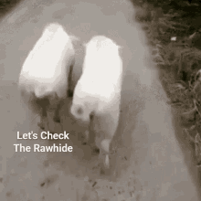 Pigwalk Lets Check The Rawhide GIF - Pigwalk Lets Check The Rawhide Pig Model Walk GIFs