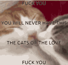 two cats kissing with the words " fuck you you will never have this the cats or the love "