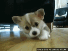 Puppy Geitgifs GIF - Puppy Geitgifs GIFs