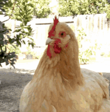 Chicken Funny GIF