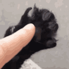 Claws Cat GIF - Claws Cat Claws Out GIFs