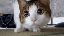 a brown and white cat with a ring on its paw