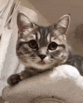 a close up of a cat sitting on top of a scratching post sticking its tongue out .