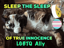 a cat laying on a couch with the words sleep the sleep of true innocence lgbtq ally below it