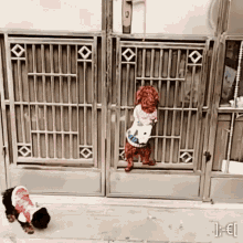 Dogs Im Here GIF - Dogs Im Here Knock Knock GIFs