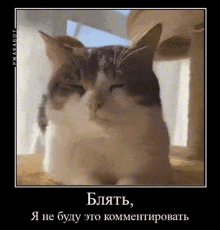 кот GIF - кот GIFs
