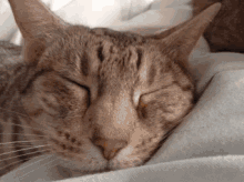 a close up of a cat sleeping on a bed