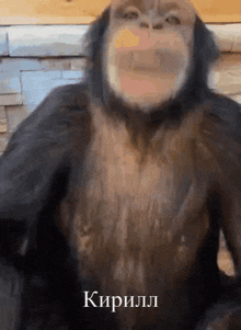a close up of a monkey 's face with the words " кирилл " on the bottom right