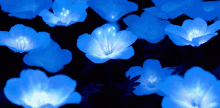 Blue Blue Flowers GIF - Blue Blue Flowers Flowers GIFs