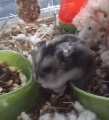 a close up of a hamster eating food from a green bowl