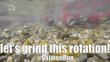 Salmon Run Fish GIF - Salmon Run Fish GIFs