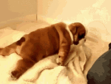 Funny Animals Bulldog GIF - Funny Animals Bulldog Puppy GIFs
