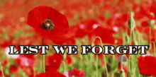 Remembrance Day Lest We Forget GIF