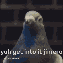 Jimero Jimero Pigeon GIF - Jimero Jimero Pigeon Pigeon GIFs