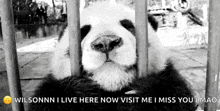 a panda bear is sitting in a cage and looking out of the bars .