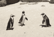 African Penguins Penguins GIF