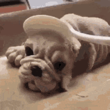 GIF
