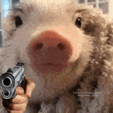 a person is holding a gun in front of a pig 's face