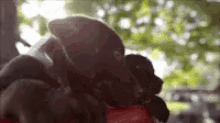 Chocolate Labrador GIF - Chocolate Labrador Cute GIFs