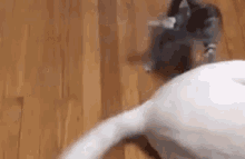 Cat Dog GIF - Cat Dog Tail GIFs
