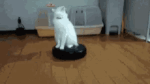 Cat Roomba GIF - Cat Roomba Ride GIFs