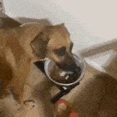 a dog is eating from a metal bowl on a stand
