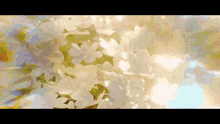 a bunch of white flowers on a tree with the sun shining through them