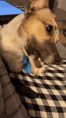 toy chewing