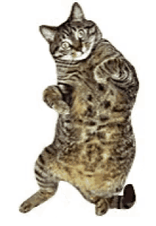 cat dancing funny jaa n