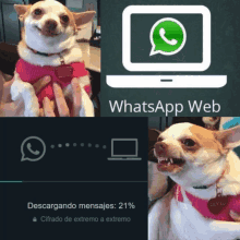 Whatsapp Web GIF - Whatsapp Web Descarga GIFs