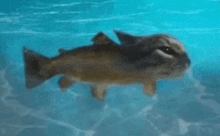 a fish that looks like a cat is swimming in the ocean .