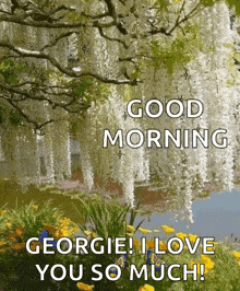 Good Morning Morning GIF - Good Morning Morning Forest GIFs