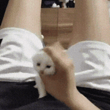 a person is holding a white cat in their hand .