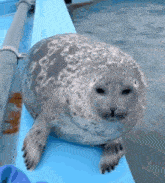a seal is sitting on the side of a blue boat .