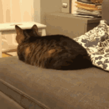 Cat Consumption Sharpg GIF - Cat Consumption Sharpg Sharpg Cat GIFs