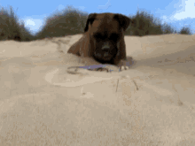 Bella Hoop GIF - Bella Hoop Sand GIFs