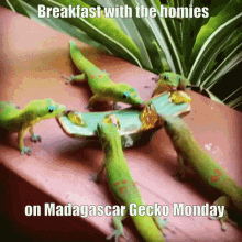 Gecko Madagascar GIF - Gecko Madagascar Madagascar Gecko Monday GIFs