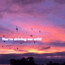 Wild Youre Driving Me Wild GIF - Wild Youre Driving Me Wild GIFs
