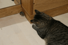 Katze Spielt Mit Maus GIF