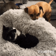 Disturb A Nap Cat GIF - Disturb A Nap Cat Dog GIFs