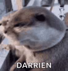 Darrien Otter GIF - Darrien Otter Husband GIFs