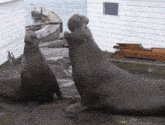 Elephant Seal Nose GIF - Elephant Seal Seal Nose GIFs