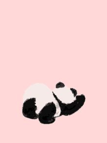 panda cute funny twerk lol